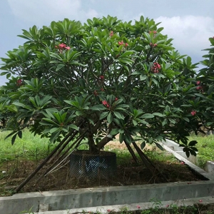 ?？诰G化苗木基地_大紅雞蛋花