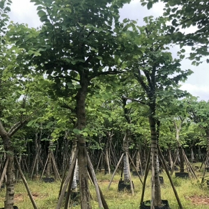 海南綠化工程苗木_喬木宮粉紫荊