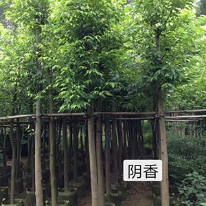 海南喬木陰香-冠平苗圃