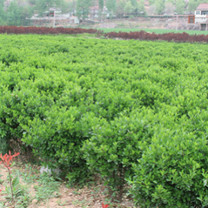 ?？诠嗄痉N植基地_海南大型灌木苗圃