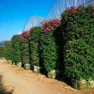 海南造型植物苗圃，綠化造型苗木基地