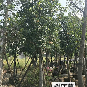 綠化果樹_海南菠蘿蜜