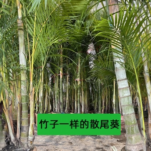 ?？谏⑽部鸰?？趦?yōu)質(zhì)散尾葵批發(fā)-海南冠平綠籬苗木基地   