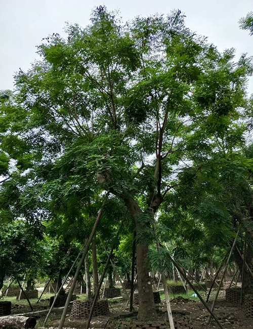 海南?？趩棠痉N植基地(圖4)