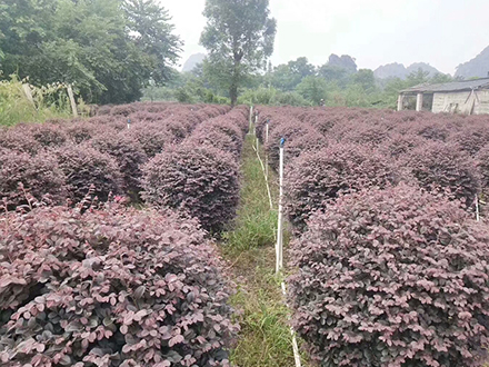 海口綠化苗木基地_紅花繼木球(圖2)