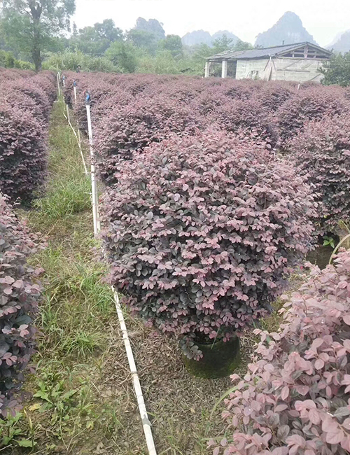 ?？诰G化苗木基地_紅花繼木球(圖3)