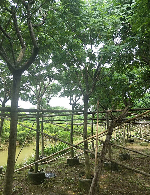 海南海口喬木種植基地(圖8)