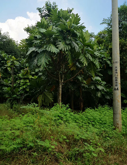 海南?？趩棠痉N植基地(圖6)