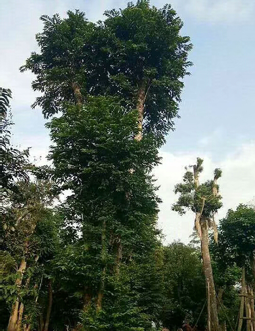 ?？诰G化苗木苗圃_海南鐵冬青報(bào)價(jià) (圖4)