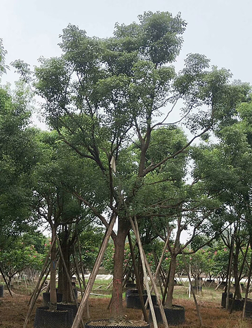 ?？诿缒净豞海南市政綠化苗木香樟報(bào)價(jià)(圖1)