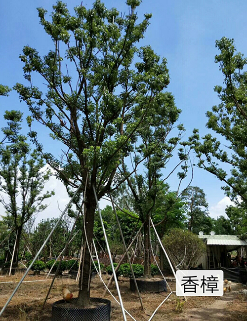 海南苗圃_海南園林綠化苗木香樟報價(圖5)