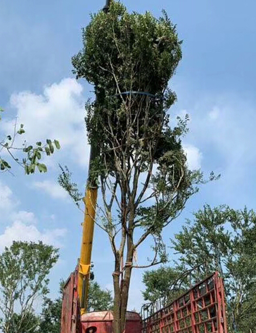 海南海口喬木種植基地(圖5)