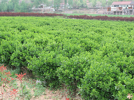 ?？诠嗄痉N植基地_海南大型灌木苗圃(圖2)