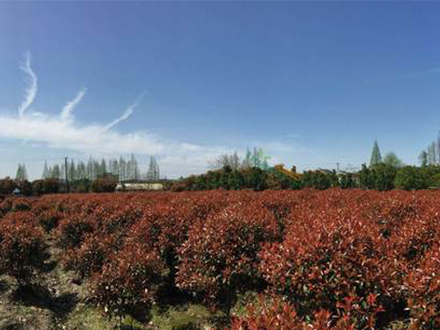 海口灌木種植基地_海南大型灌木苗圃(圖5)