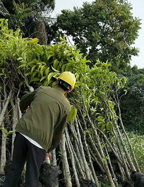 海南綠化苗木_海南白玉蘭報(bào)價(圖2)