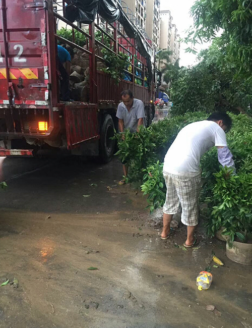 常用園林綠化工程苗木_灌木_非洲茉莉（灰莉）(圖4)