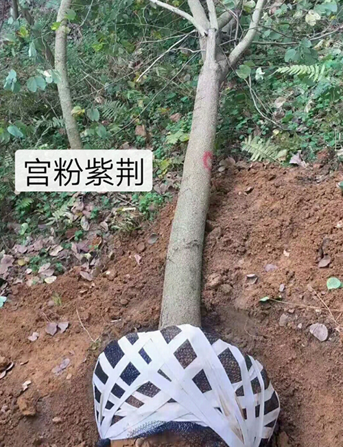 海南常用園林綠化工程苗木_喬木宮粉紫荊(圖4)