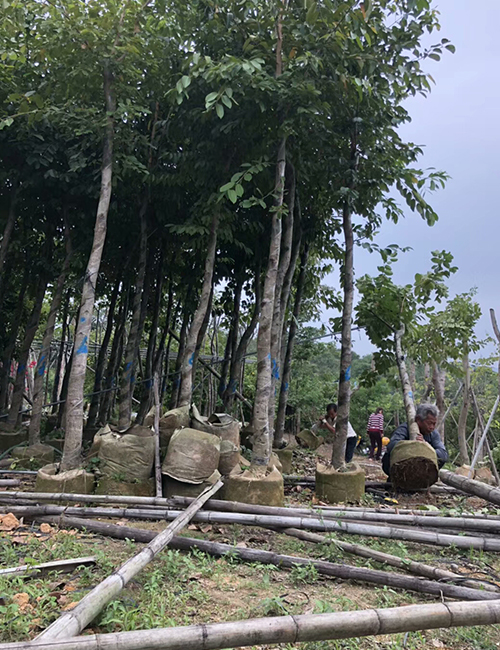 海口綠化苗木基地_海南蒲桃喬木報(bào)價(jià)(圖4)