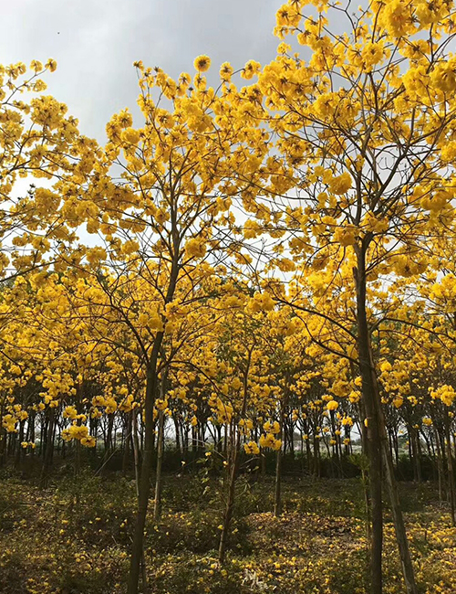 ?？诰G化苗木基地_海南黃花風(fēng)鈴木(圖2)