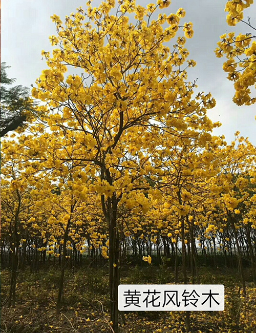 ?？诰G化苗木基地_海南黃花風(fēng)鈴木(圖1)