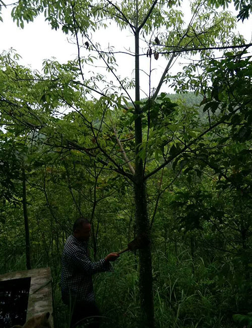 海南苗木美麗異木棉_?？诰G化冠平苗圃(圖5)