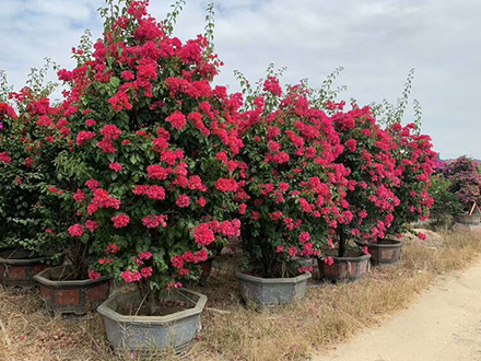 海南造型植物苗圃，大型園林綠化造型種植基地(圖1)