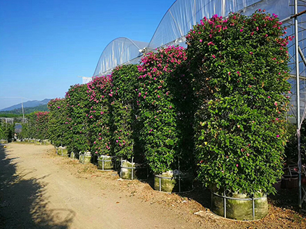 海南造型植物苗圃，大型園林綠化造型種植基地(圖5)