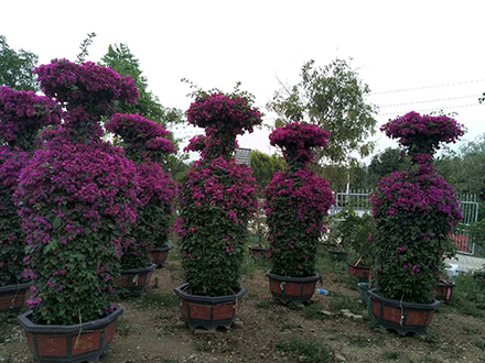 海南造型植物苗圃，大型園林綠化造型種植基地(圖4)