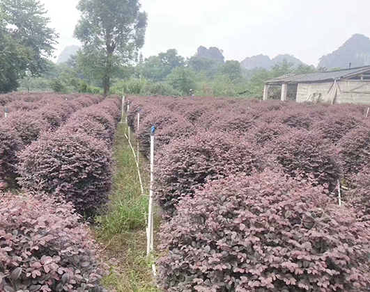 海南冠平苗木_海口園林綠化苗木種植基地(圖1)