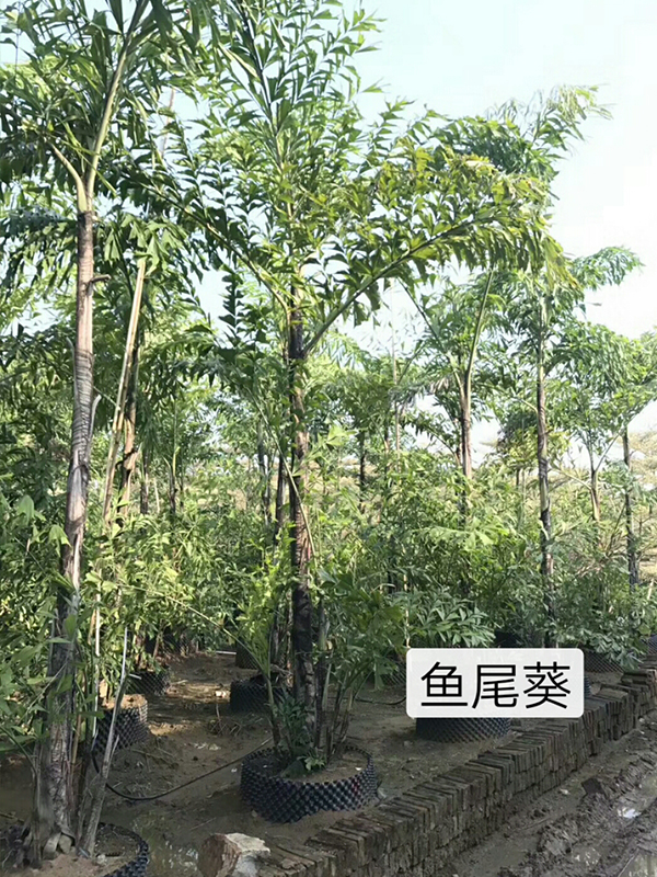  綠化工程苗木之觀賞棕櫚類概述(圖8)