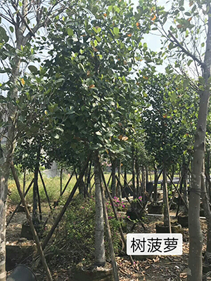 綠化果樹(shù)_海南菠蘿蜜(圖1)