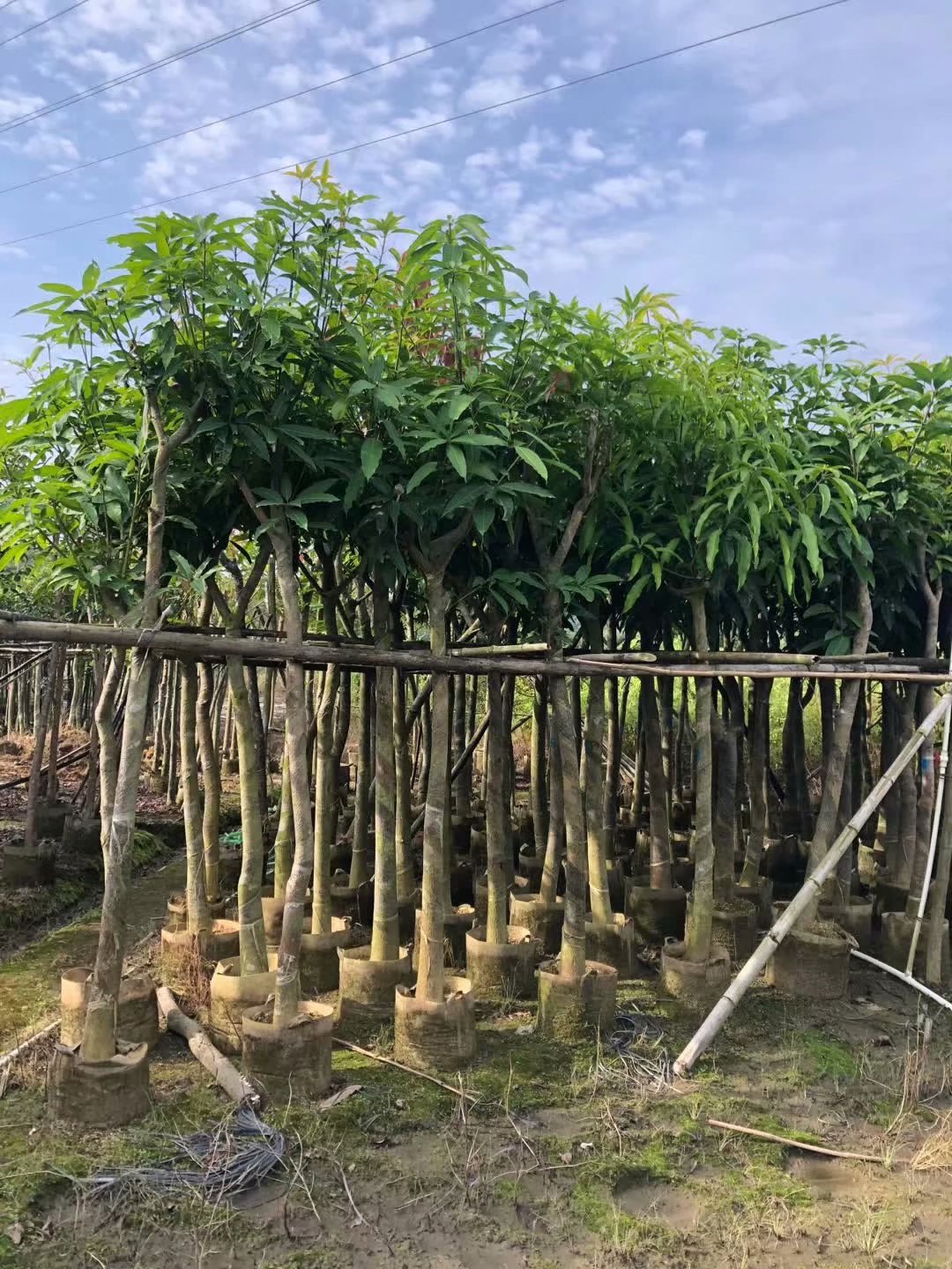 海南果樹_芒果樹(圖1)